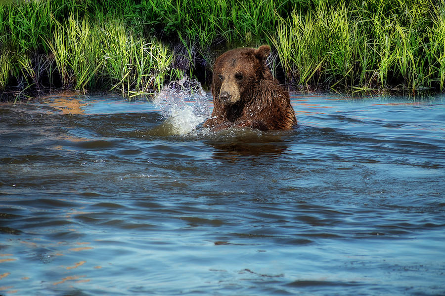 Bear playing in the water Photograph by Dan Friend