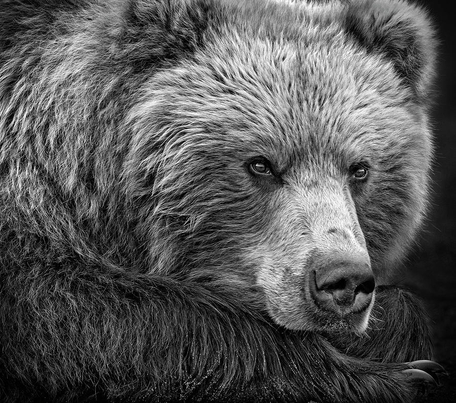 Bear Portrait In Black And White Photograph by Liz Uribe