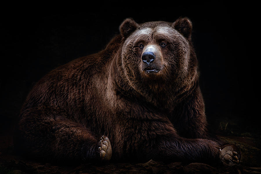 Bear Portrait Photograph by Santiago Pascual Buye