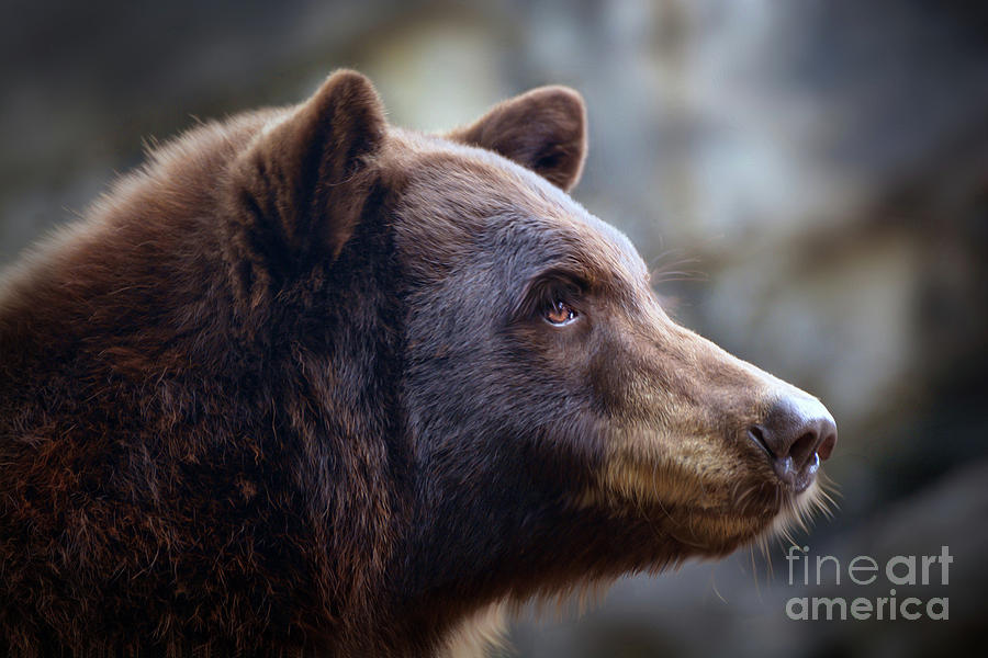 Bear Portrait Digital Art by Savannah Gibbs