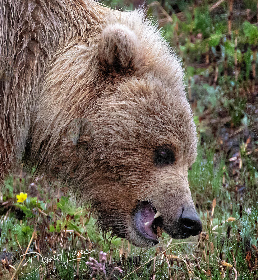 Bear Scare by David A Lane Bear Scare by David A Lane