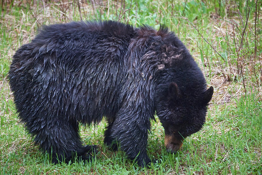Bear Sniffing Ground Photograph by Paul Freidlund