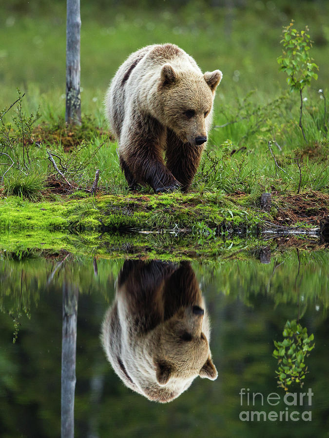 Bear Standing On Lakeshore, Finland Photograph by Will Mcgugan