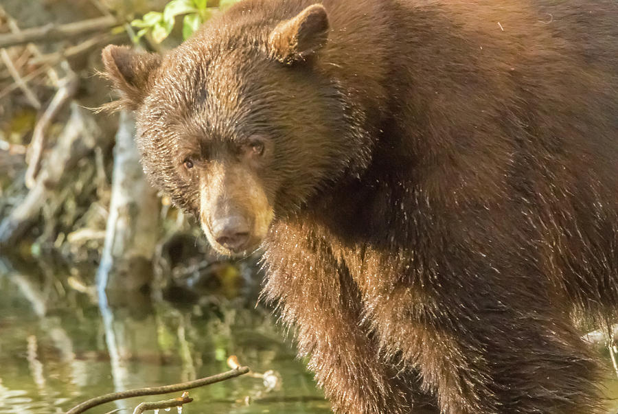 Bear Staring Photograph by Marc Crumpler