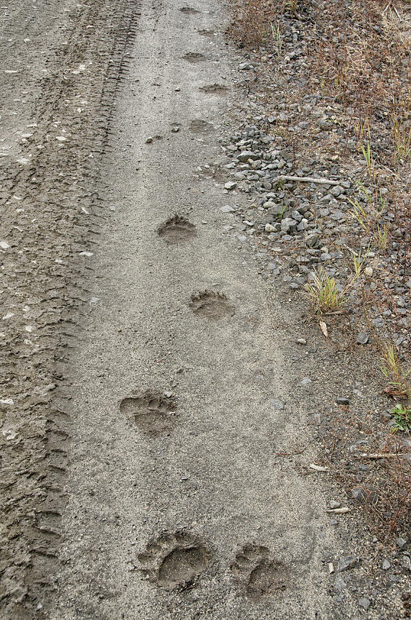 Bear Tracks Photograph by Debra Baldwin