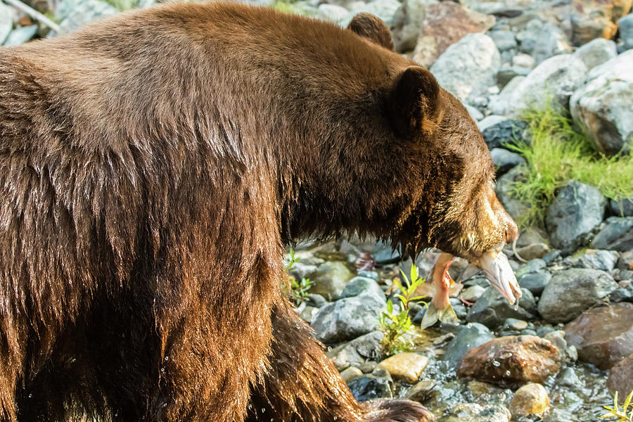 Bear With a Catch Photograph by Marc Crumpler