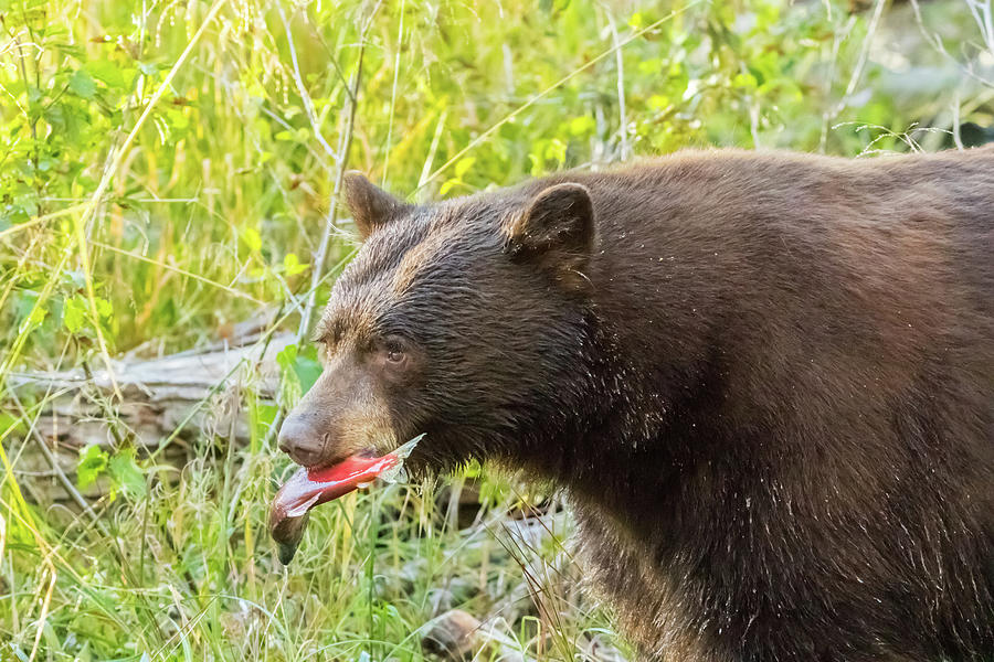 Bear With a Salmon Photograph by Marc Crumpler