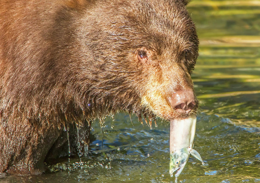 Bear With a Trout Photograph by Marc Crumpler