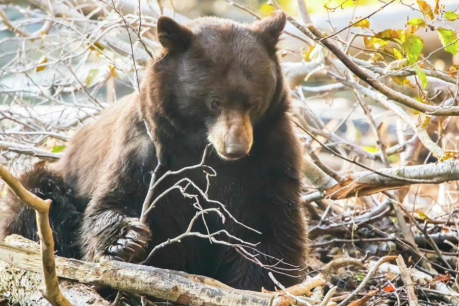 Bear With Branch Photograph by Marc Crumpler