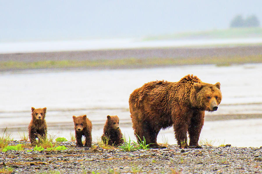 Bear With Cubs In Katmai, Alaska Photograph by Feng Wei Photography
