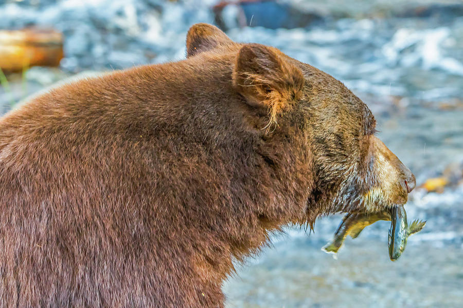 Bear With Fish at Sunset Photograph by Marc Crumpler