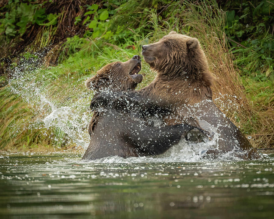 Bear Wrestling Photograph by Laura Hedien