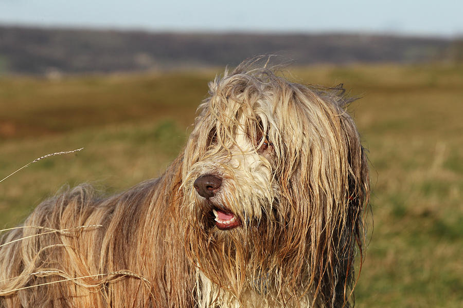 Bearded Collie 02 Photograph by Bob Langrish | Fine Art America