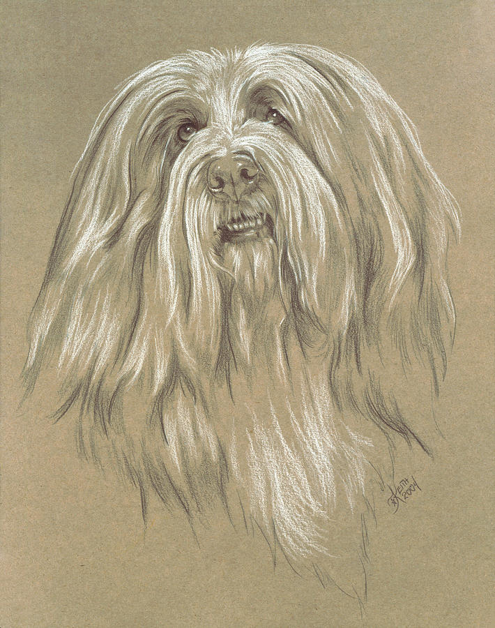 Bearded Collie Painting By Barbara Keith Fine Art America