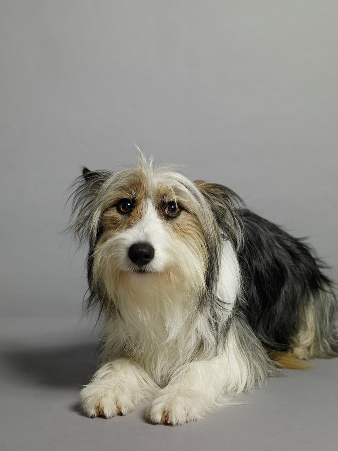 Bearded Collie Spaniel Cross Collie Bearded Dog Standing Years Old Animals Dogs Collies Omlet Bobtail Breeds Europetnet Petbarn Stock Additional Info