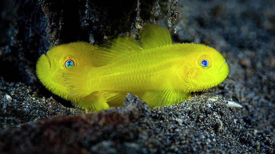 Bearded Coral Gobies Paragobiodon Photograph by Bruce Shafer