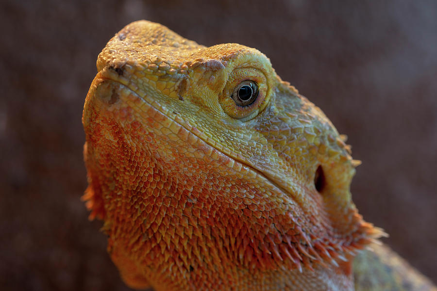 Bearded Dragon 1 Photograph by Steev Stamford