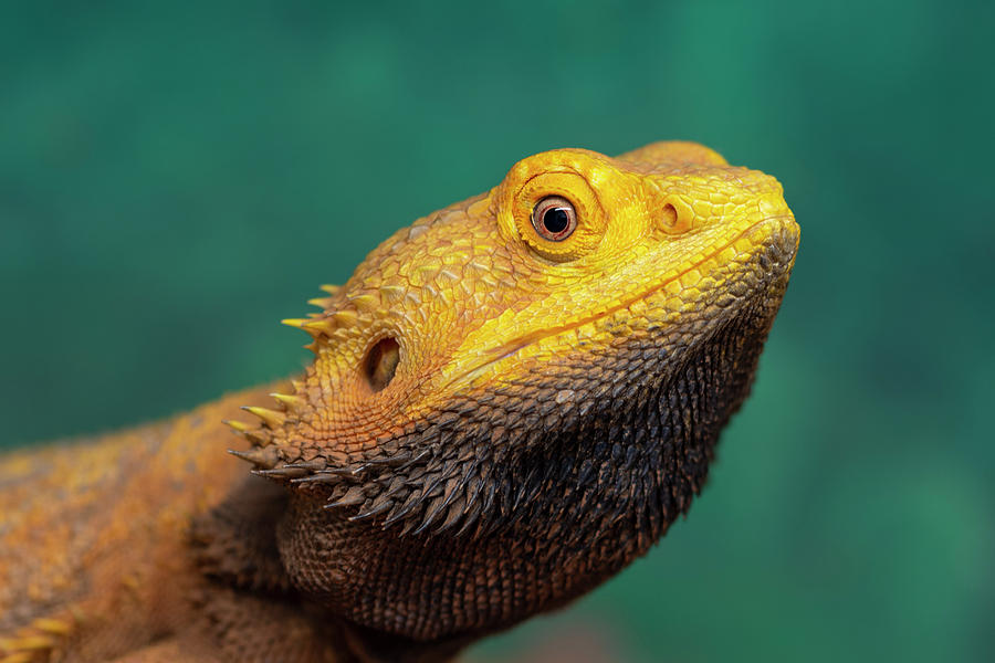 Bearded Dragon 2 Photograph by Steev Stamford