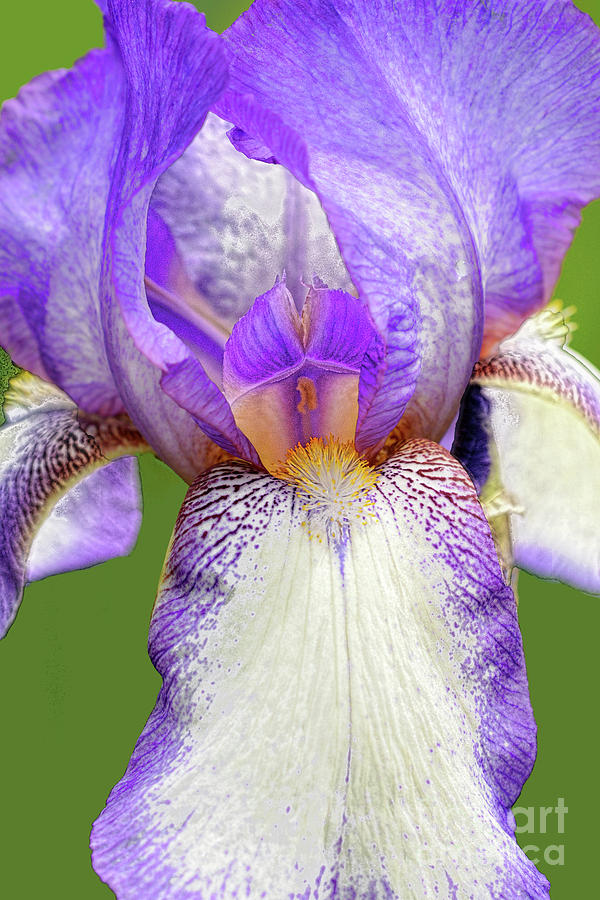 Bearded Iris Acropole Photograph