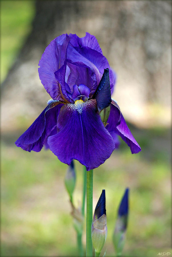 Iris Photograph - Bearded Iris and Buds by Marilyn DeBlock
