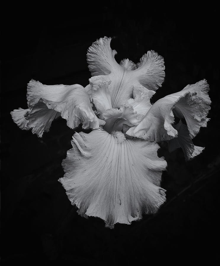 Bearded Iris Black And White Photograph by Jeff Townsend