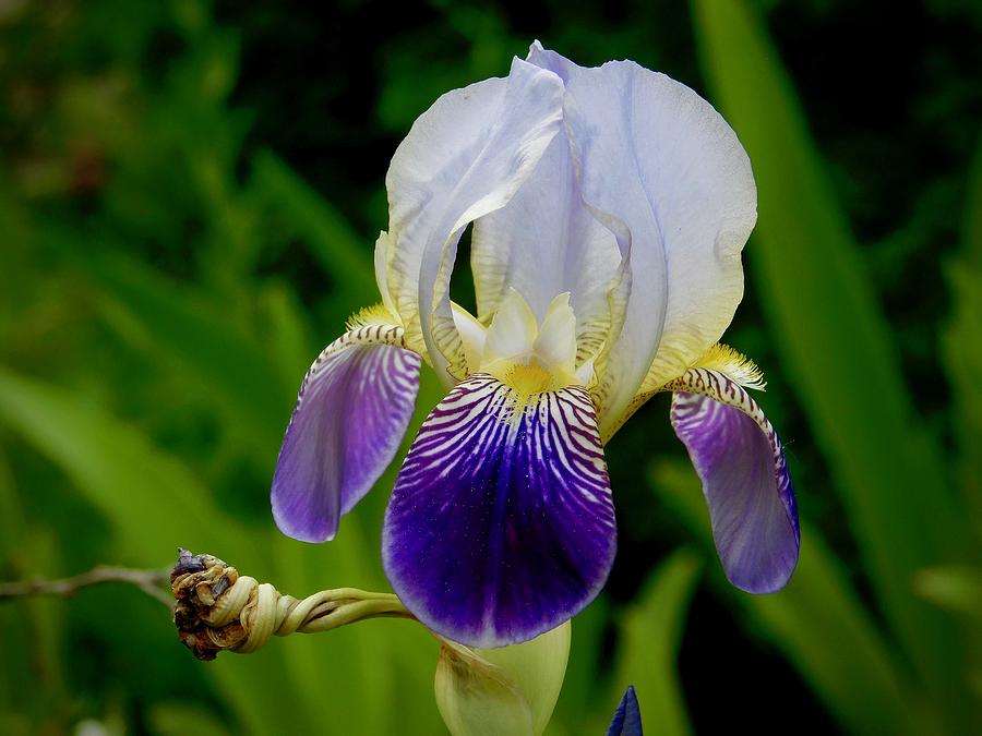 Bearded Iris Photograph by Dan Miller