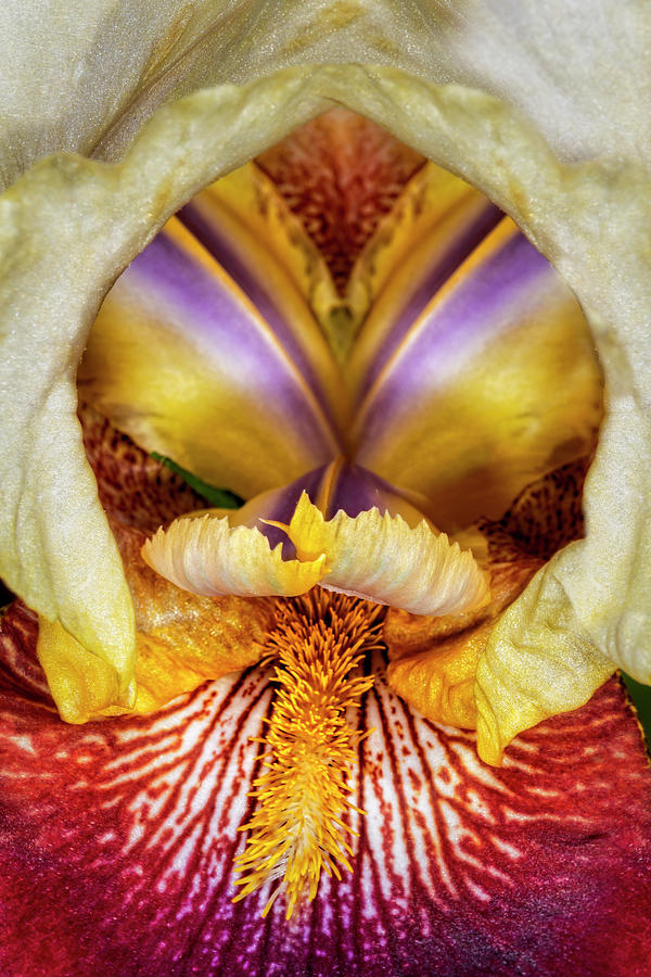 Iris Photograph - Bearded Iris Flower Up Close by Susan Candelario