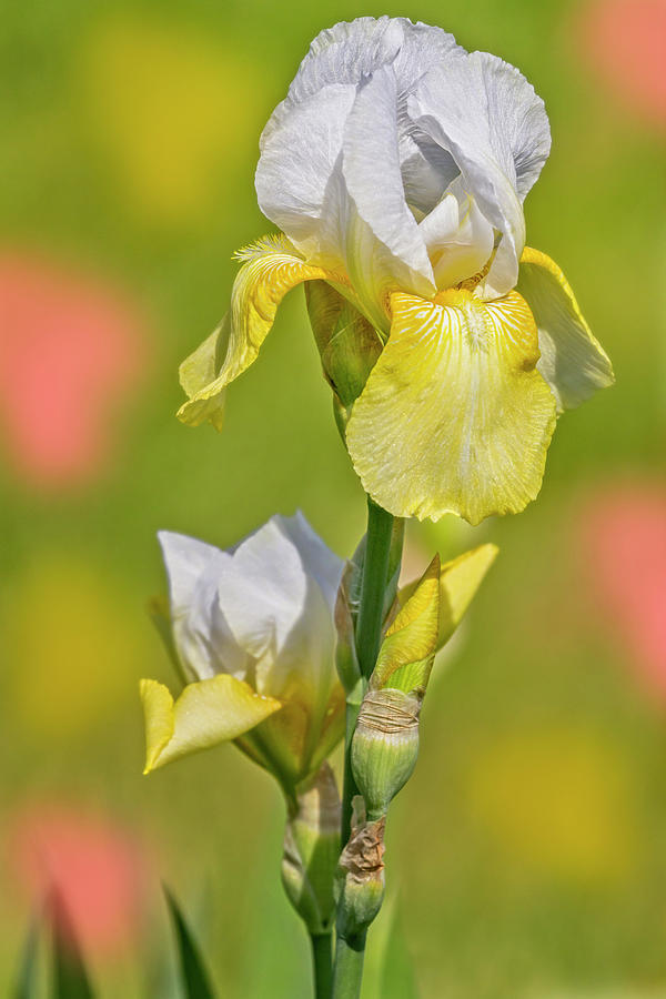Bearded Iris Garden Photograph by Susan Candelario