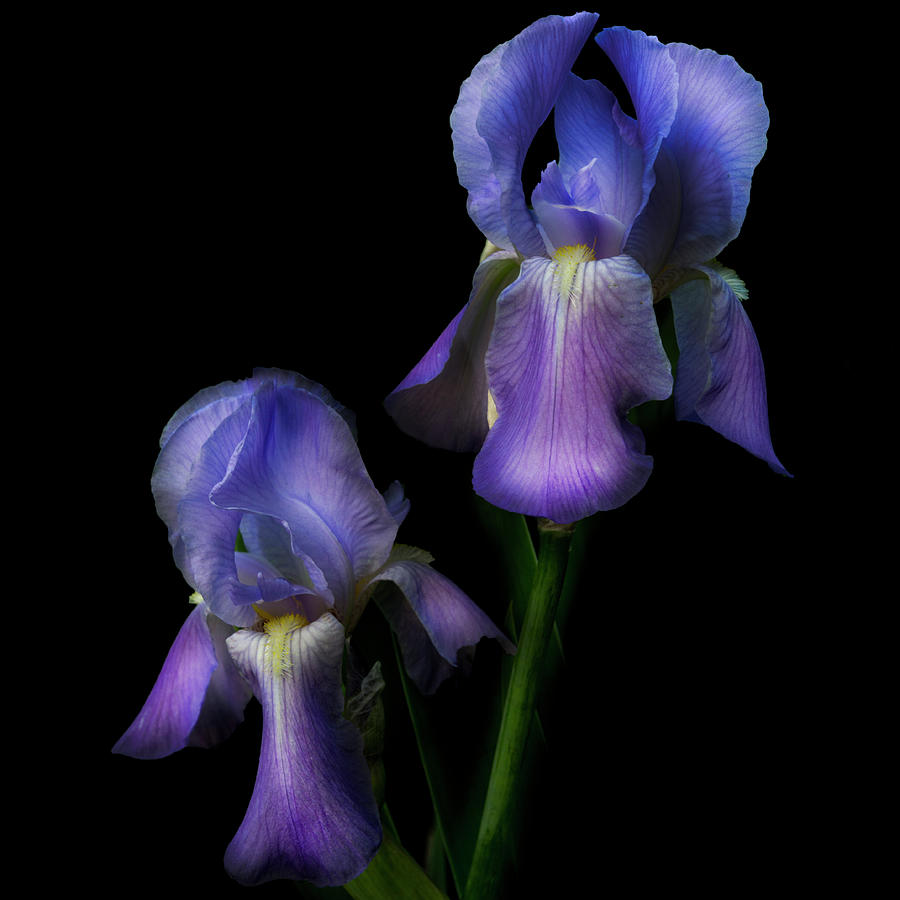Spring Photograph - Bearded Iris in Square by Debra and Dave Vanderlaan