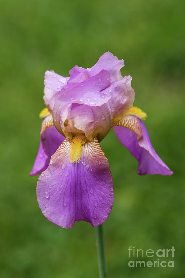 Bearded Iris Photograph by Lisa Lemmons-Powers