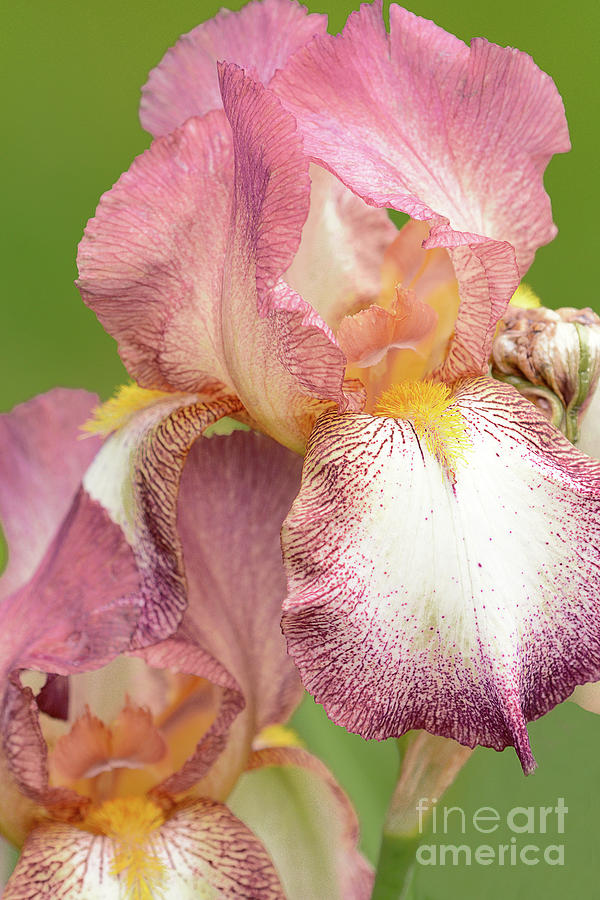 Iris Photograph - Bearded Iris-Tiffany by Regina Geoghan