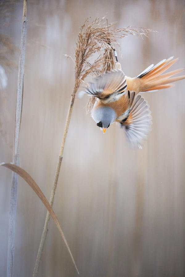Bearded Reedling On The Move Photograph by Magnus Renmyr