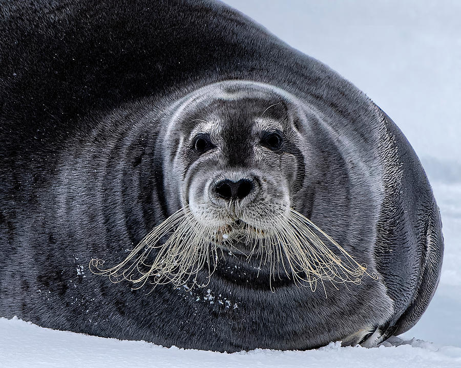 Bearded Seal Photograph by Jos Ignacio Gil Blanco