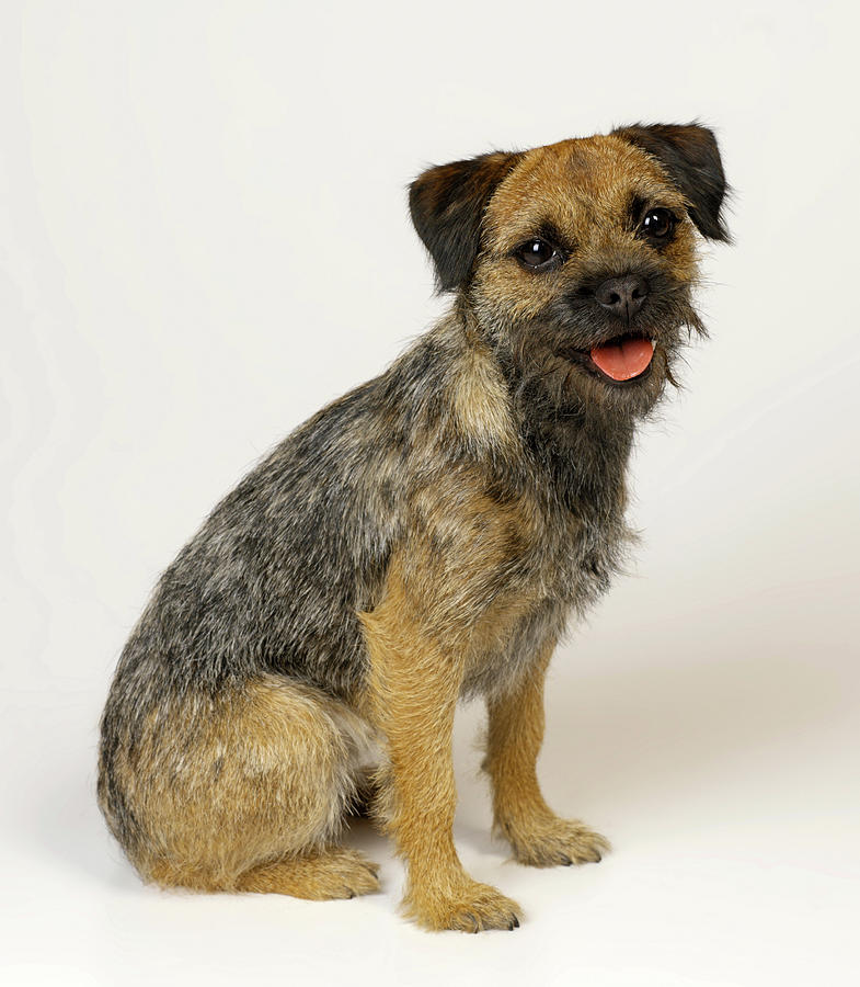 Bearded Terrier Digital Art by Simon Murrell - Fine Art America