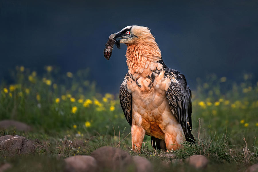 Vulture Photograph - Bearded Vulture Close Up by Xavier Ortega