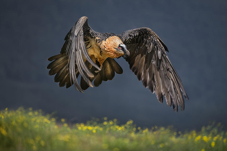 Vulture Photograph - Bearded Vulture by Xavier Ortega