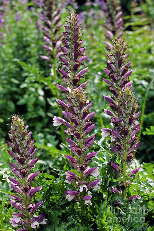 Bears Breeches (acanthus Sp.) Photograph by Science Photo Library Bears Breeches (acanthus Sp.) Photograph by Science Photo Library