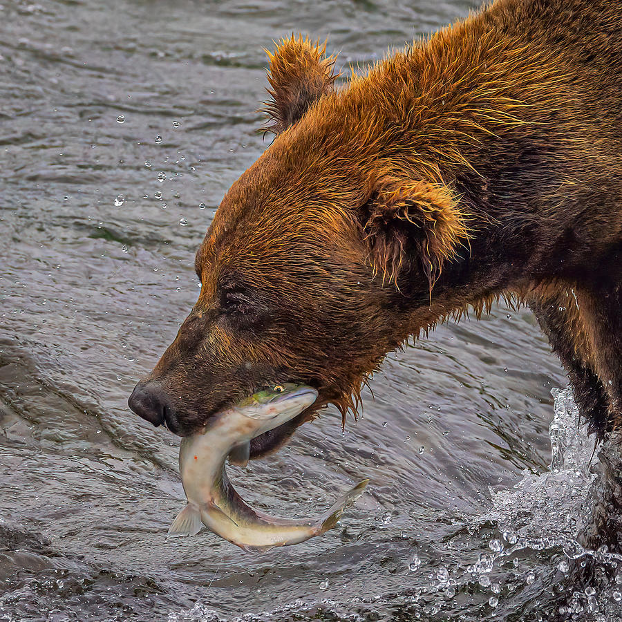 Salmon Photograph - Bear\s Dinner by Ning Lin