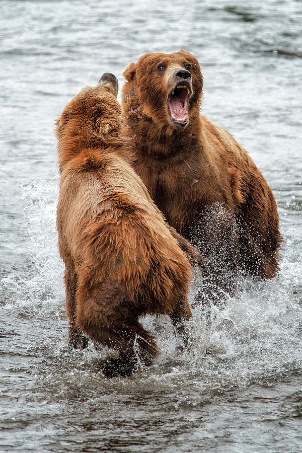 Bears Fight 1 Photograph by Alex Mironyuk