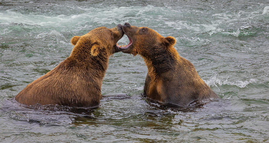 Bears Fighting Photograph by Ning Lin | Fine Art America