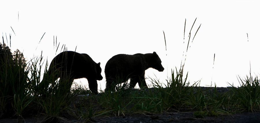 Lake Clark National Park And Preserve Photograph - Bears in Silhouette by Phyllis Taylor