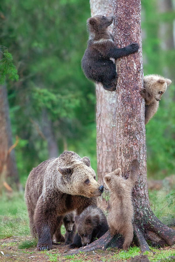 Wildlife Photograph - Bears Kindergarten by Alessandro Catta
