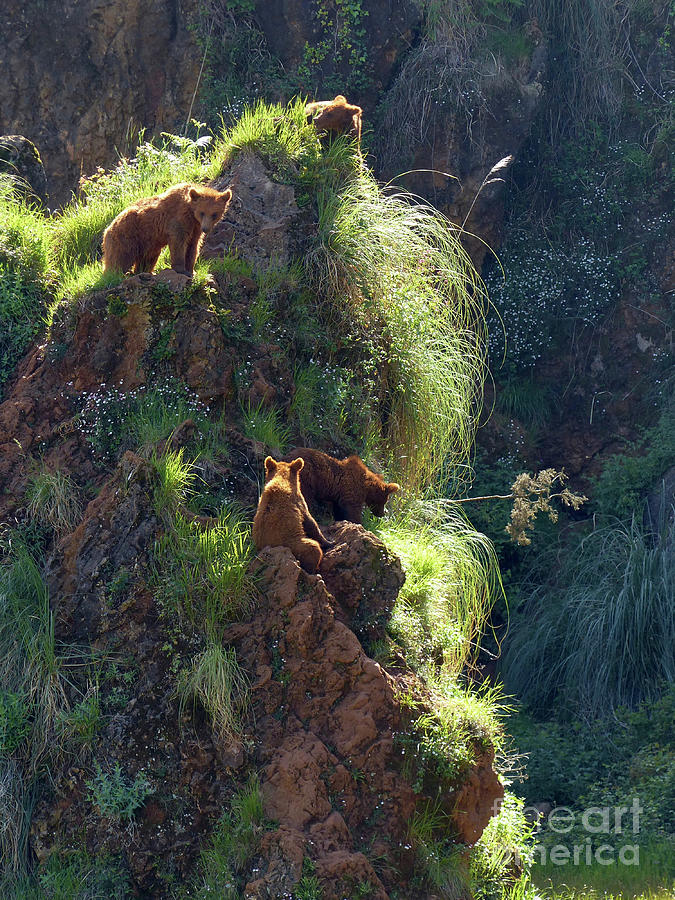 Brown Bears on a Rock Photograph by Phil Banks