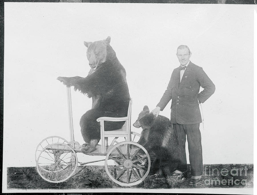 Bears Riding A Go-cart Photograph by Bettmann