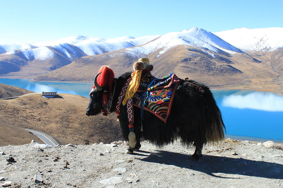 Beast Of Burden In Tibet - The Yak Photograph by Bruce R Swanson