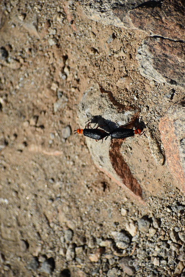 Beatles Sex on Path Photograph by Darryl Treon picture