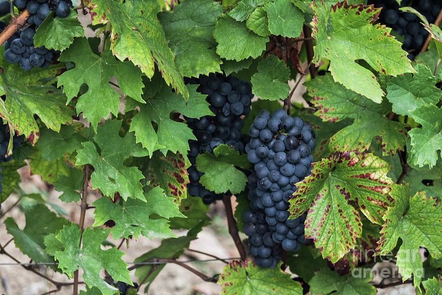 Beaujolais Grapes on the vine I Photograph by Thomas Marchessault