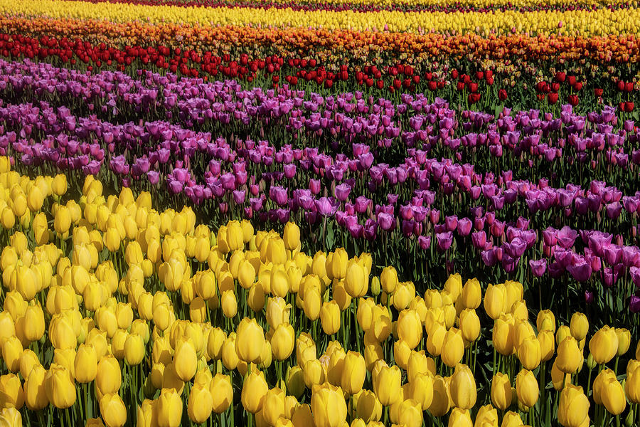 Beauteous Tulip Fields Photograph by Garry Gay