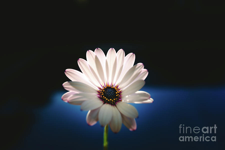 Beautiful and delicate white female flower dark background illum Photograph by Joaquin Corbalan