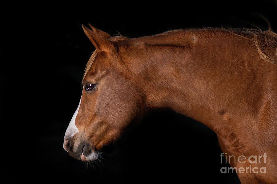 Beautiful Arabian horse of Black Background Photograph by Michelle Wrighton